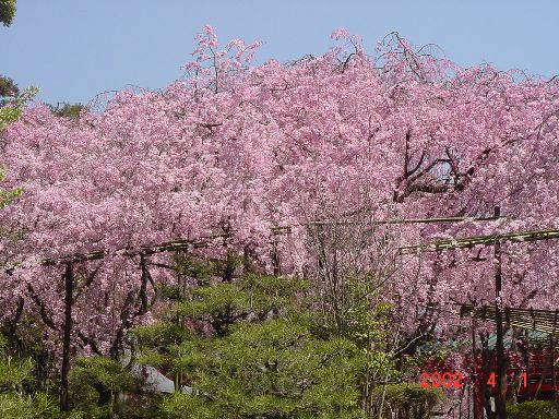 sakura