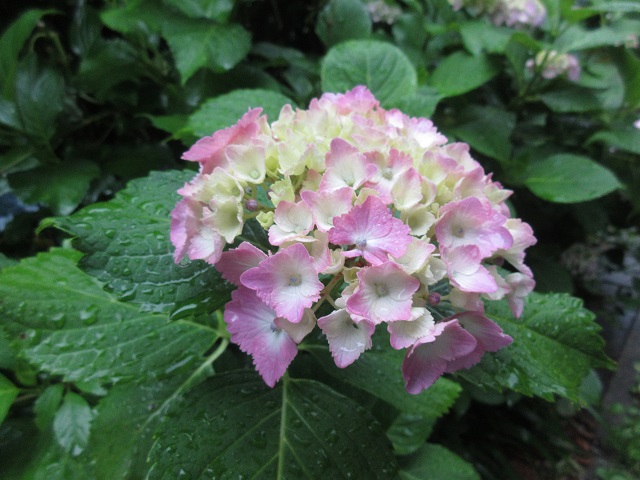 2021-06-04.jpg(129 Kbyte)